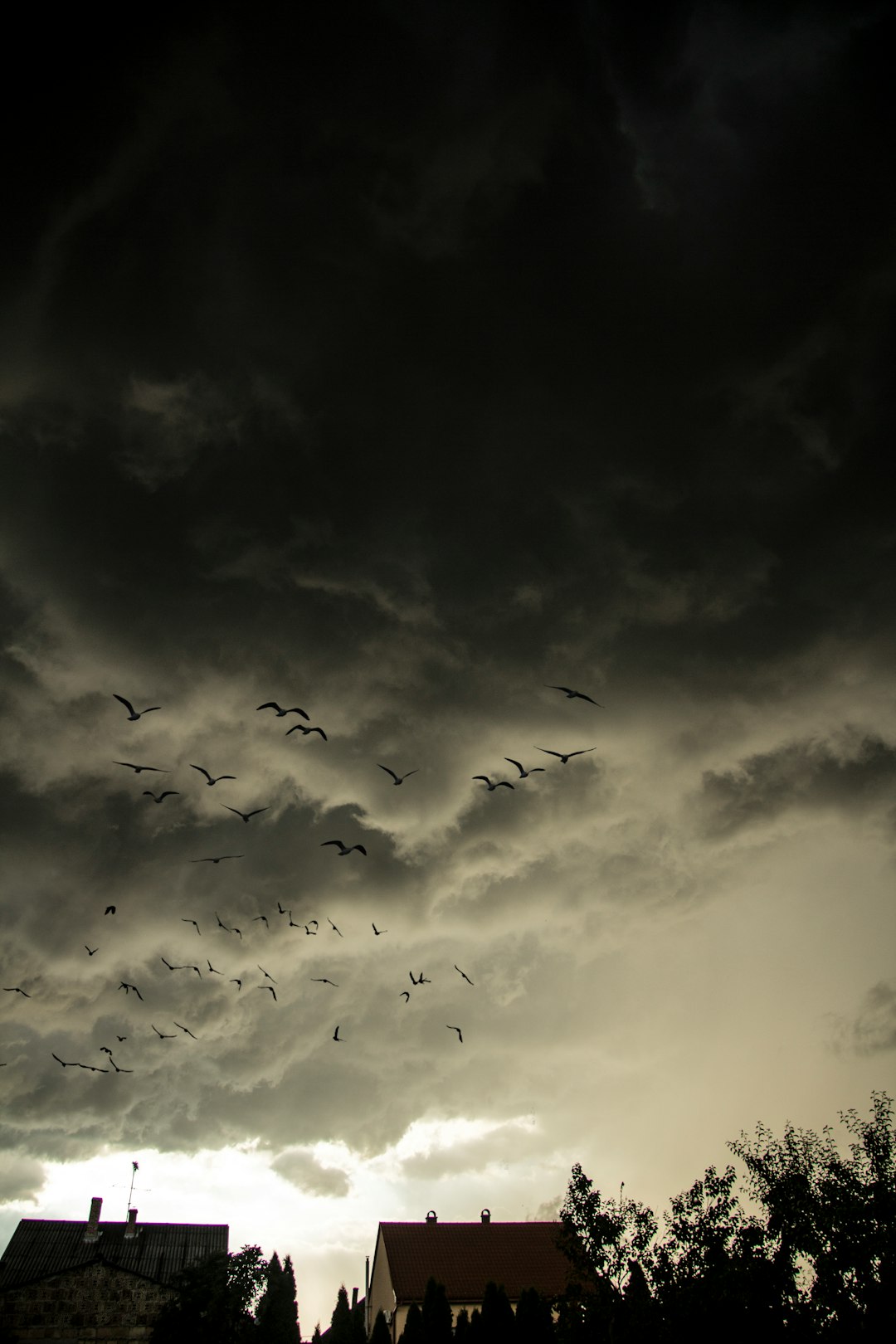 flock of birds flying under cloudy sky during daytime