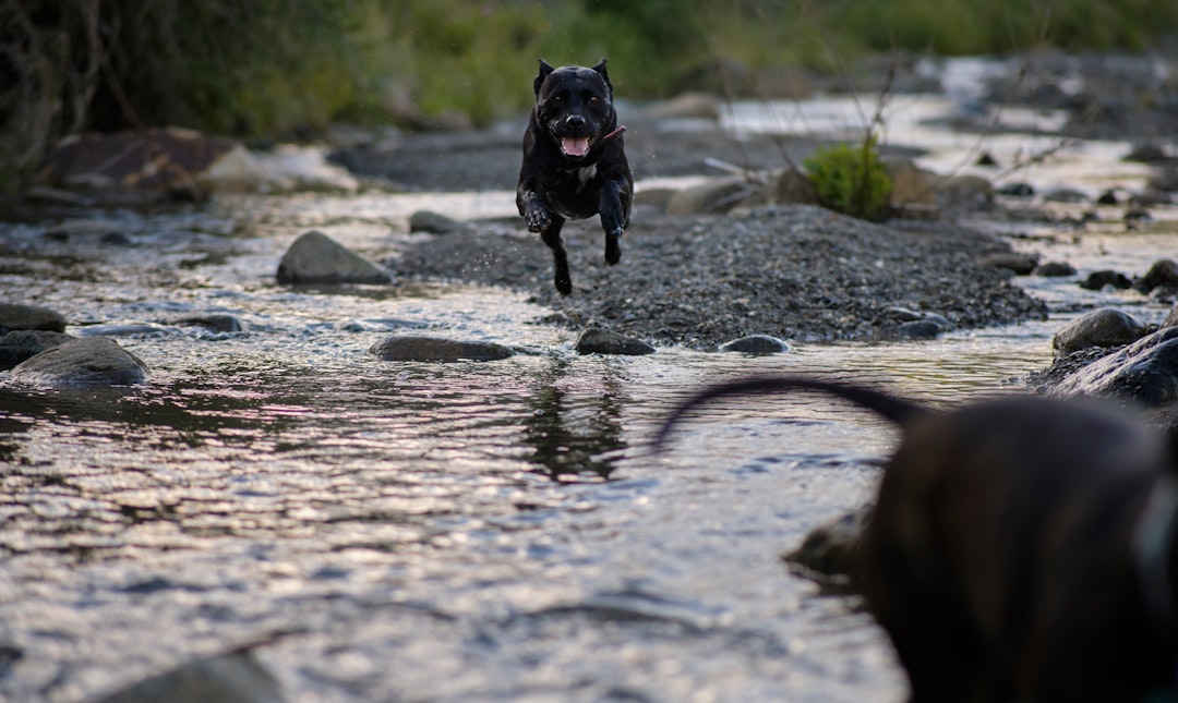 black short coat medium dog running on river during daytime
