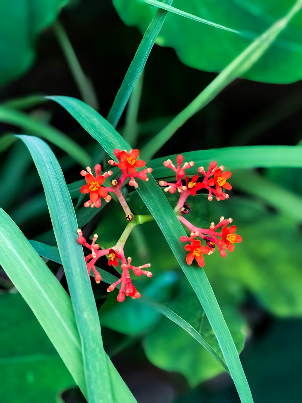 red flower in green grass