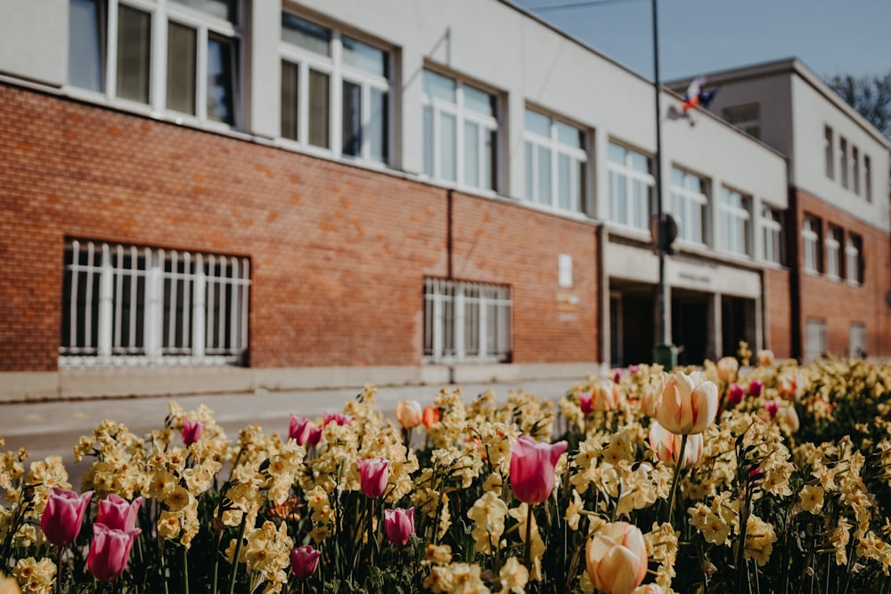 pink and yellow tulips in bloom during daytime