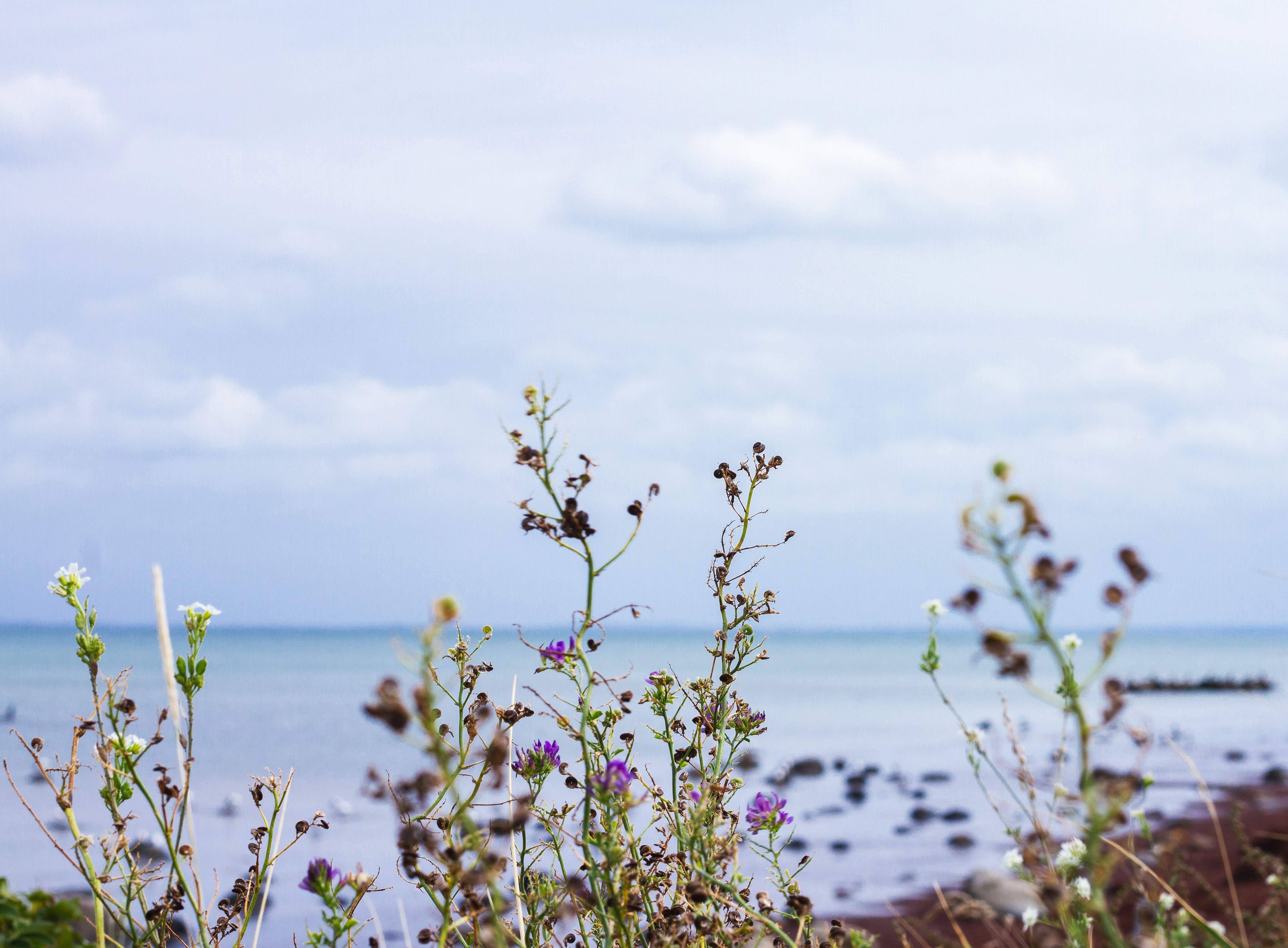 pink flower buds near body of water during daytime, 