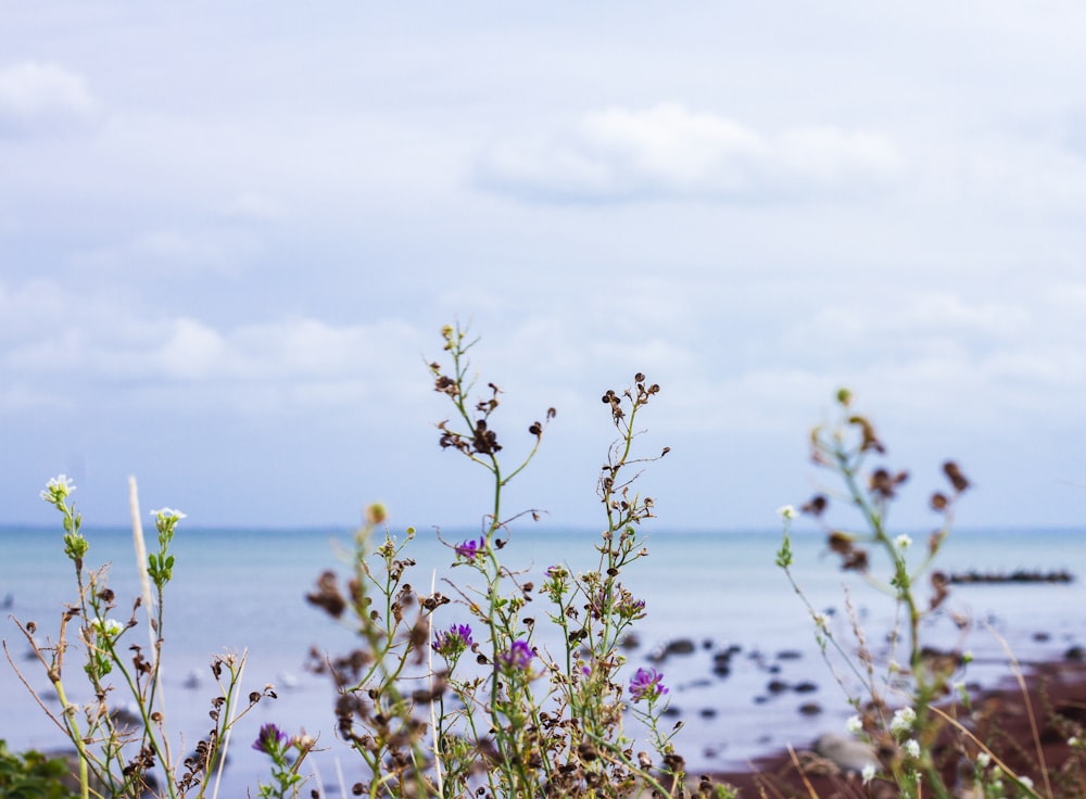 pink flower buds near body of water during daytime