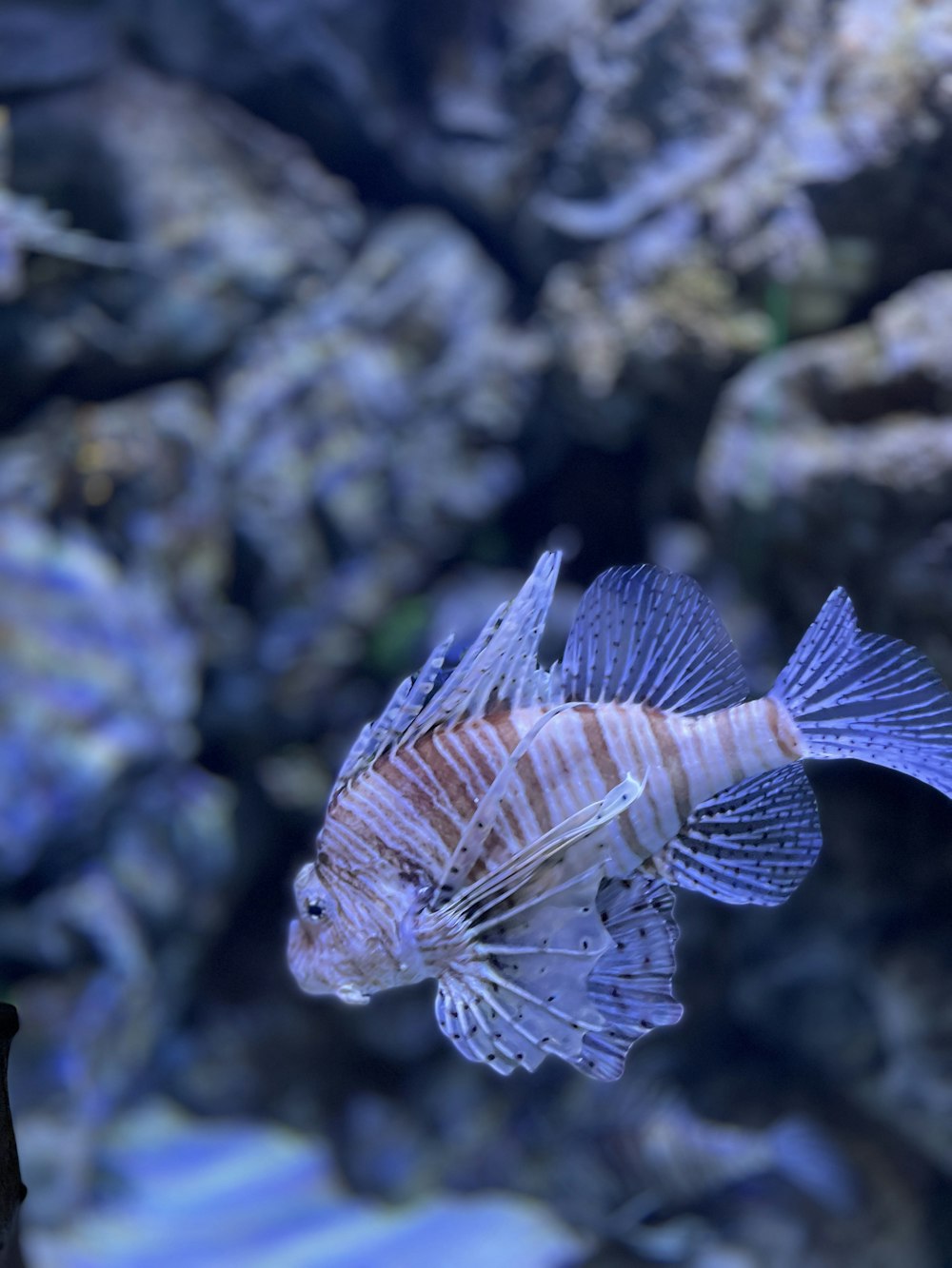 brown and white tiger fish