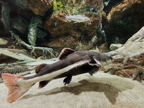A graceful catfish resting on riverbed gravel under soft light