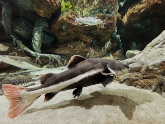 A graceful catfish resting on riverbed gravel under soft light