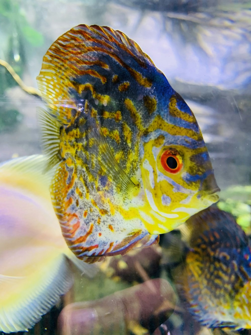orange and blue fish in fish tank