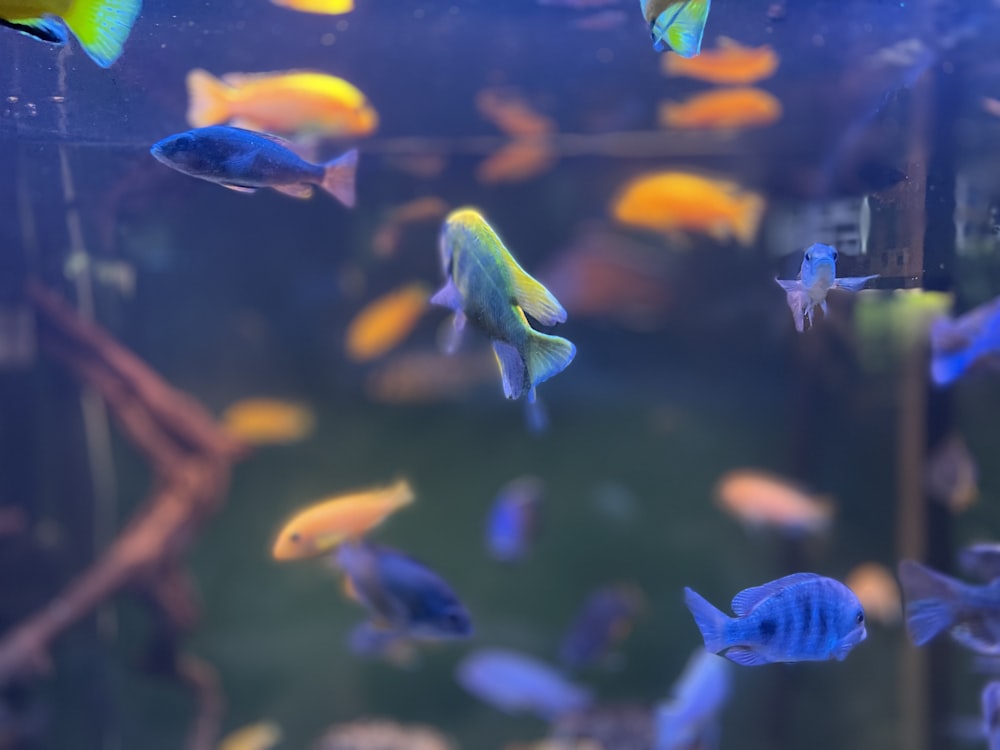 poissons jaunes et bleus dans l’eau