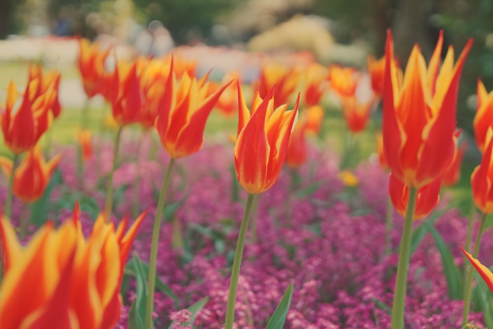 orange tulips in bloom during daytime