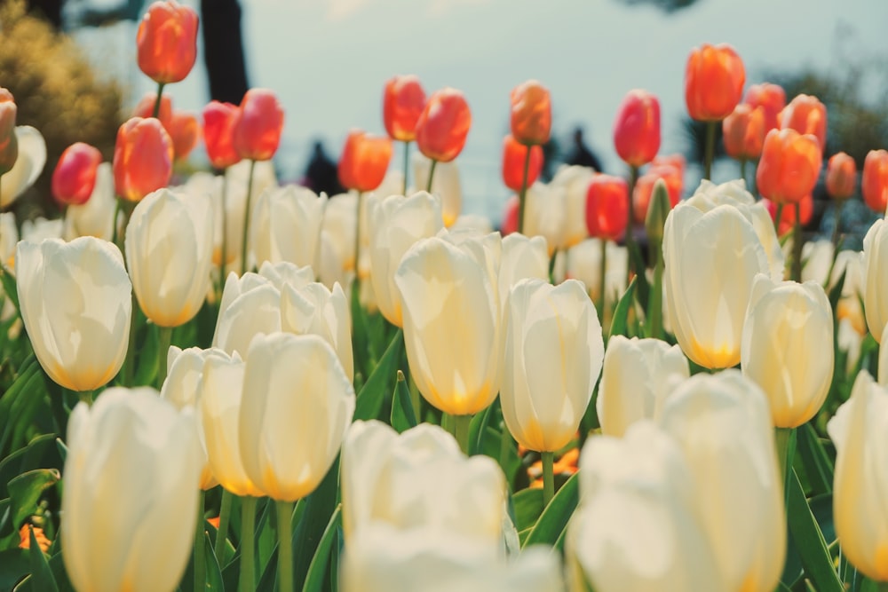 white tulips in close up photography