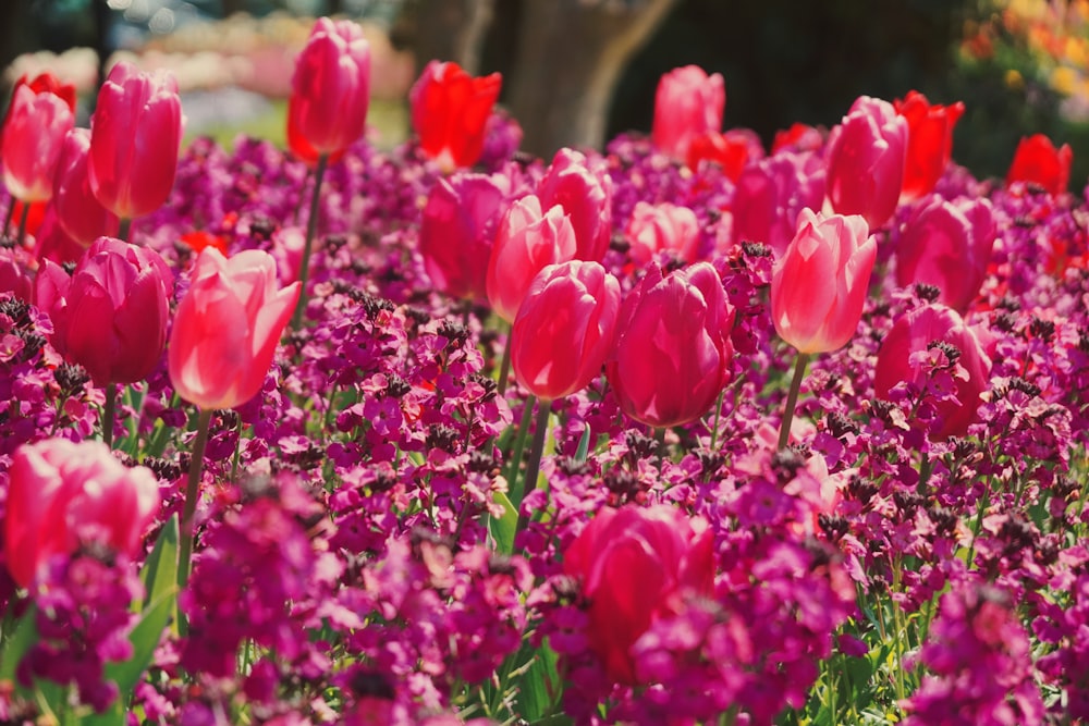 pink flowers in tilt shift lens