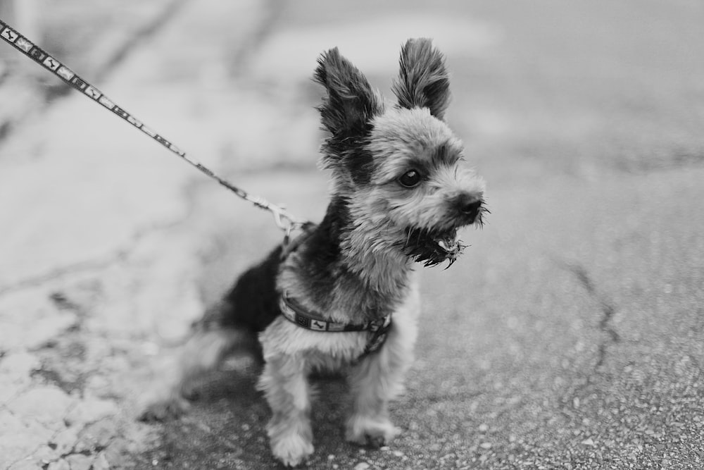 grayscale photo of long coat small dog