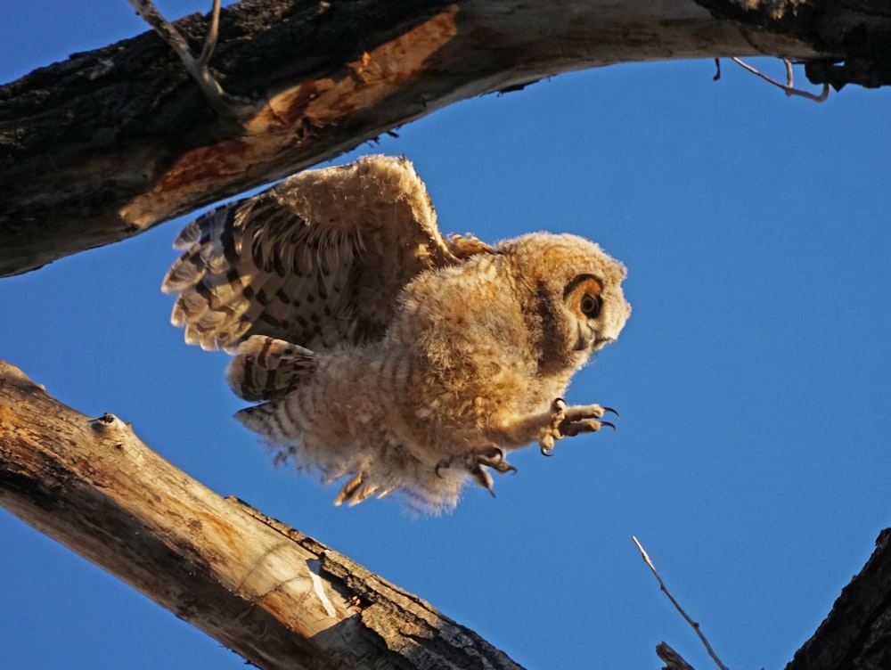 brown owl perched on brown tree branch during daytime