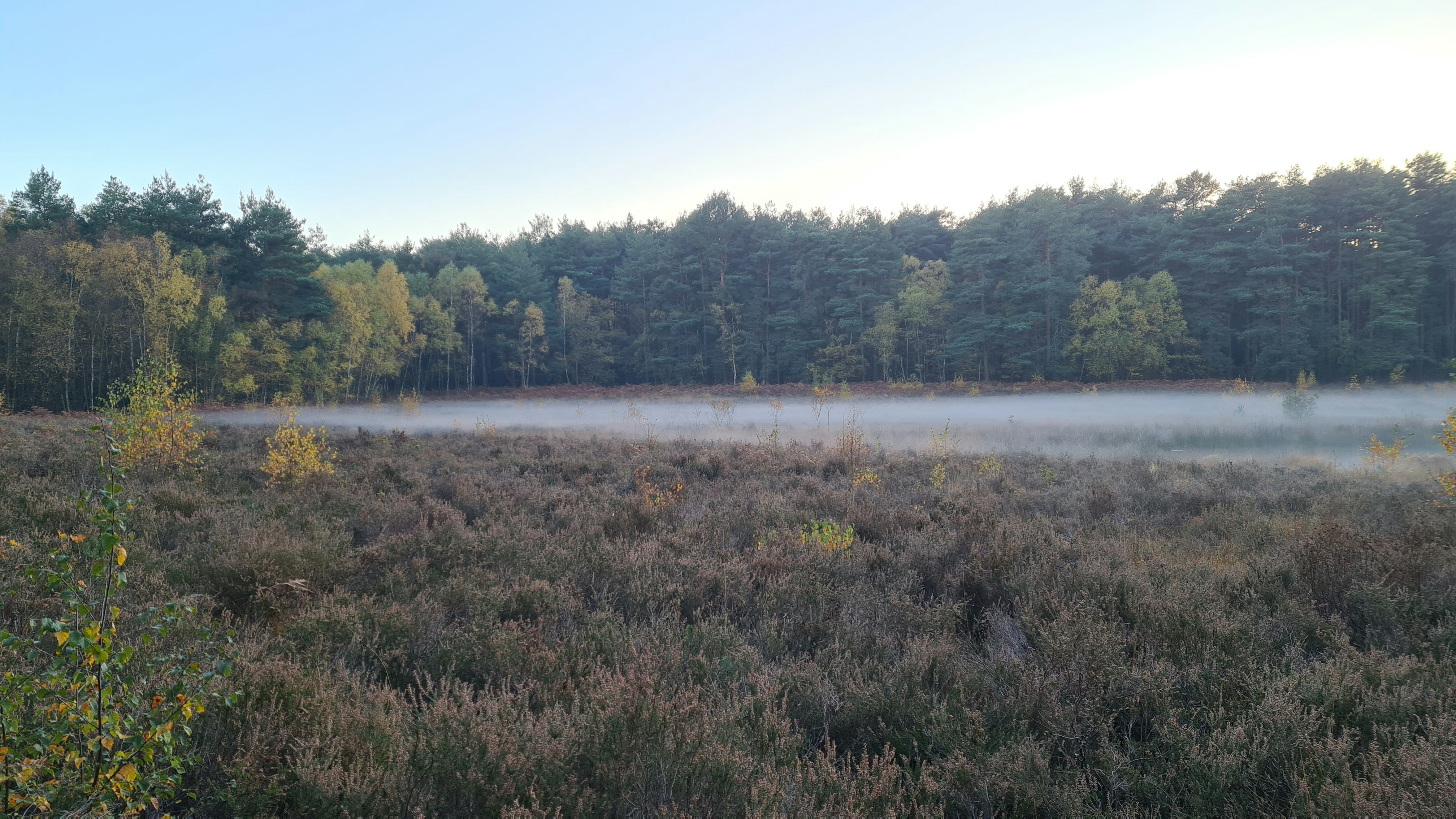 A foggy Horsell Common