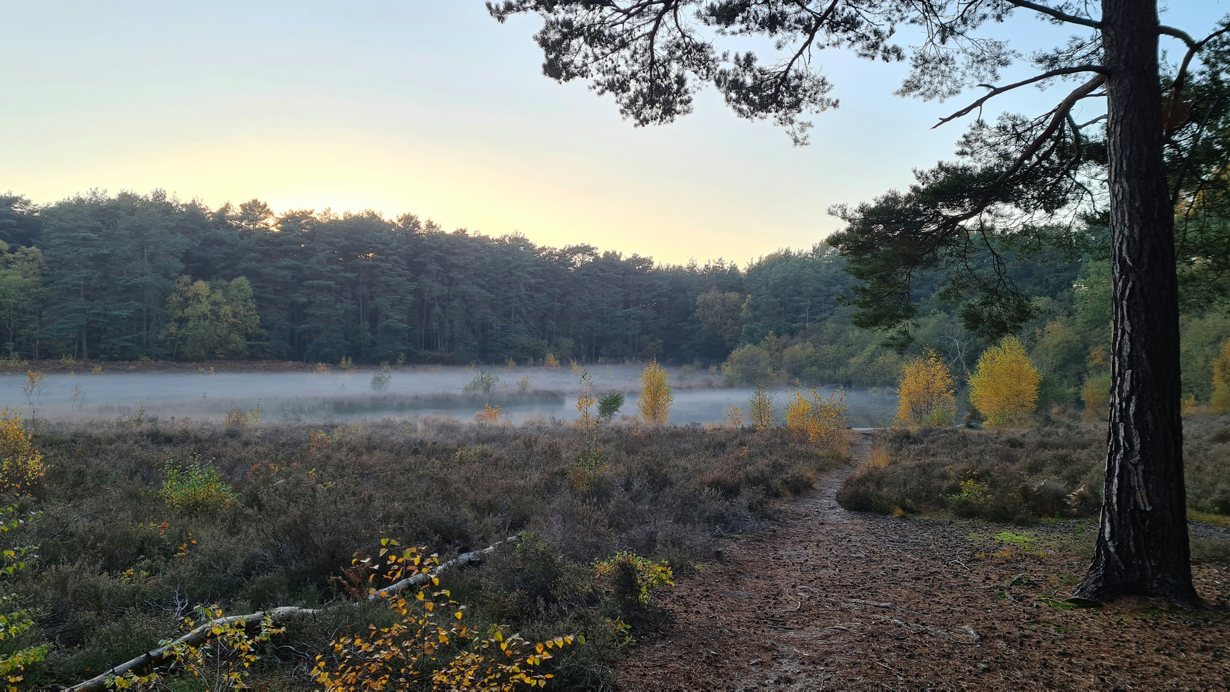 A foggy Horsell Common