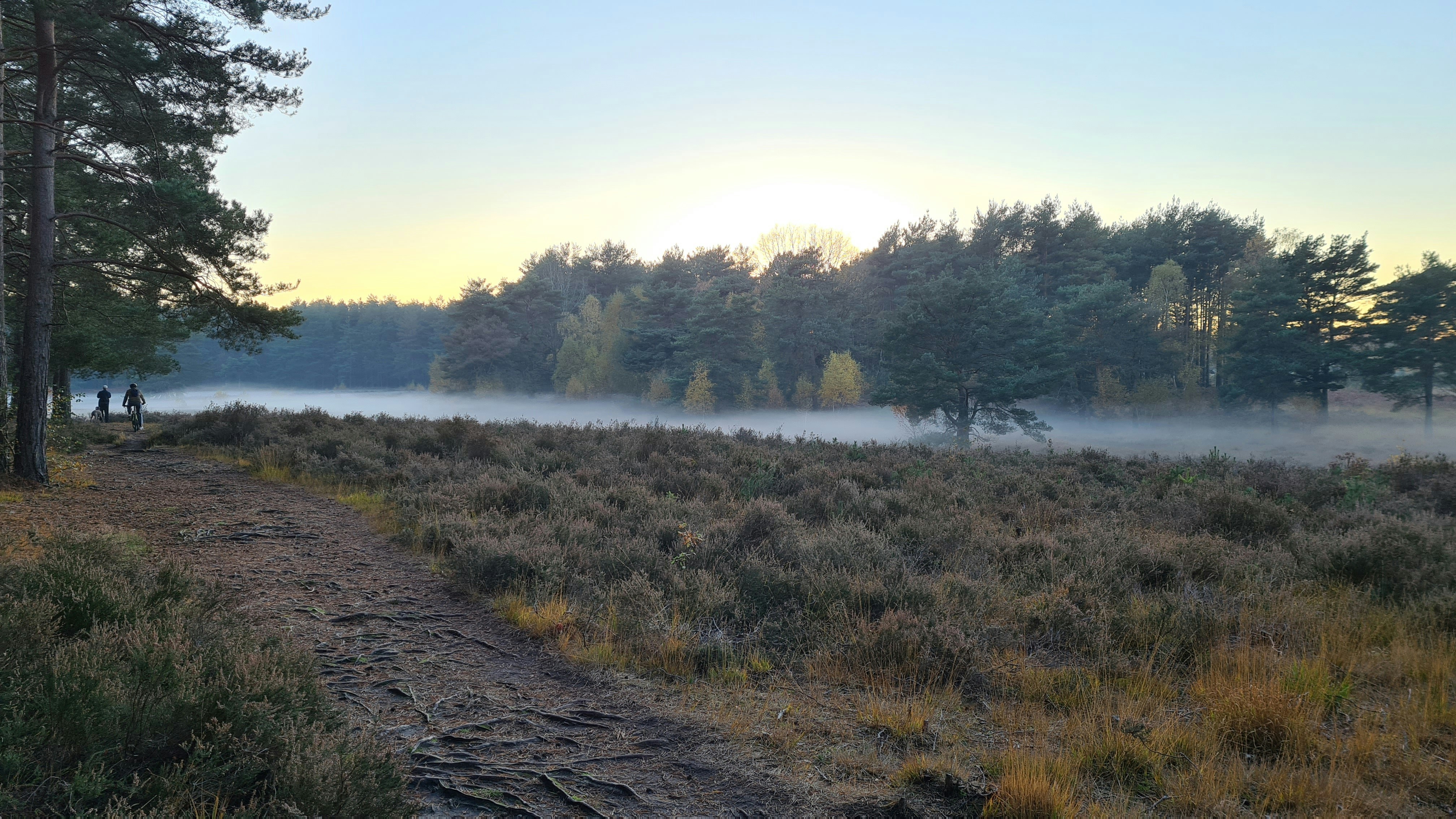 A foggy Horsell Common