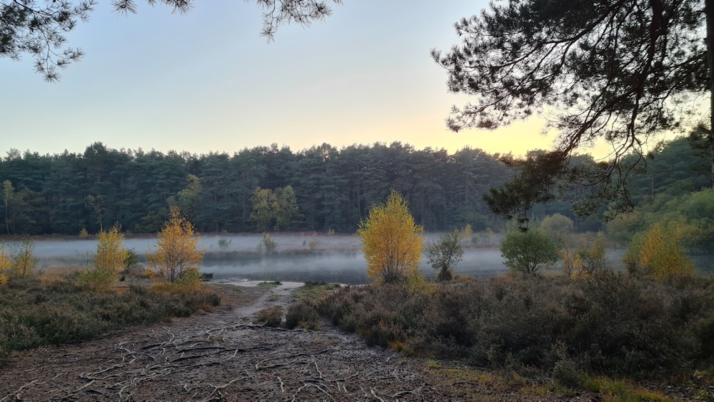 green trees near lake during daytime