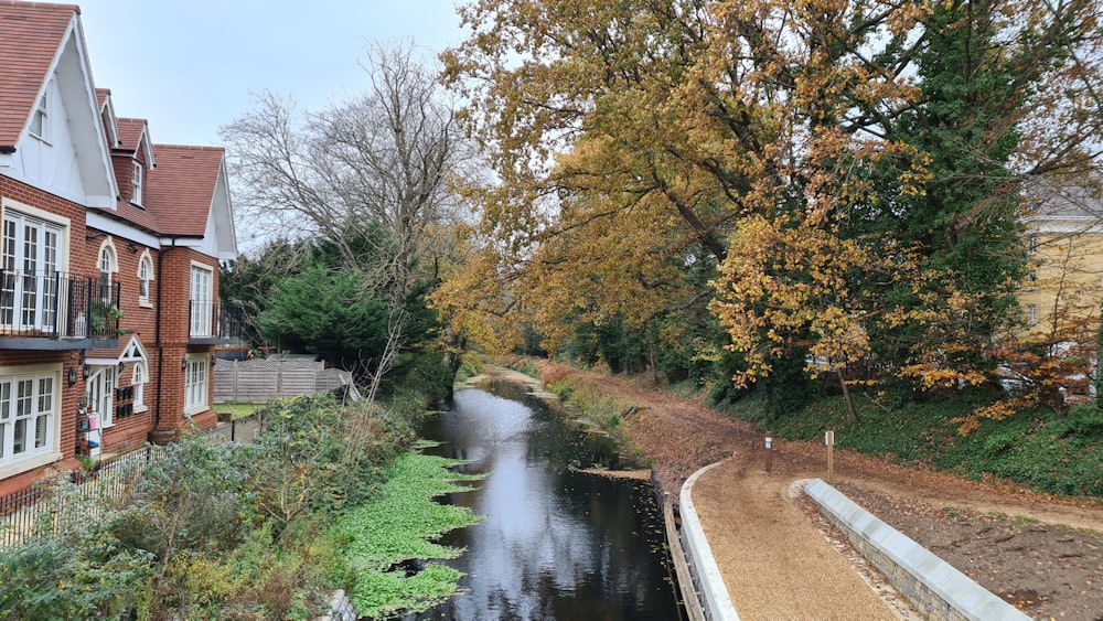 green trees beside river during daytime