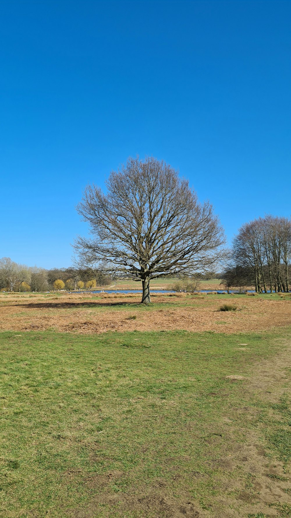 leafless trees on green grass field under blue sky during daytime