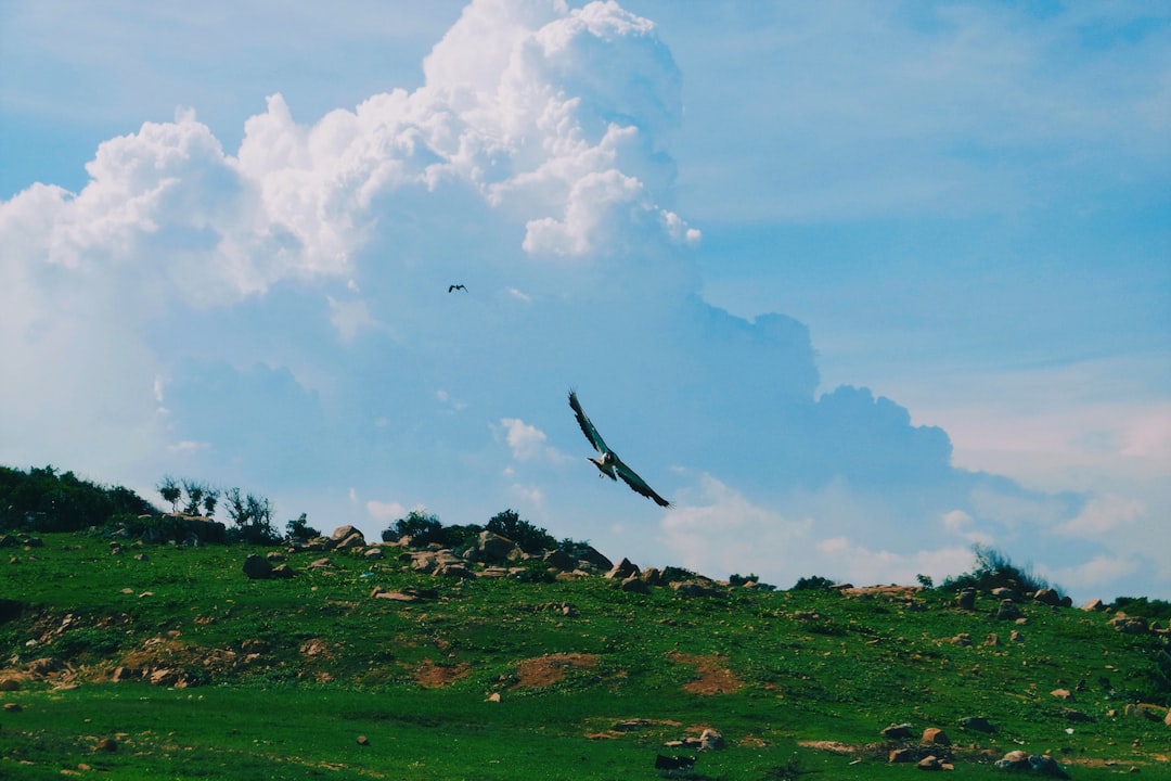 black bird flying over green grass field under white clouds during daytime