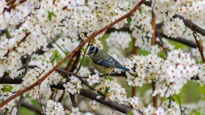 A colorful bird perched happily on a windowsill amidst blooming blue and yellow flowers.