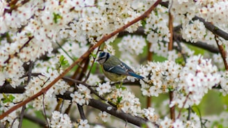 A colorful bird perched happily on a windowsill amidst blooming blue and yellow flowers.