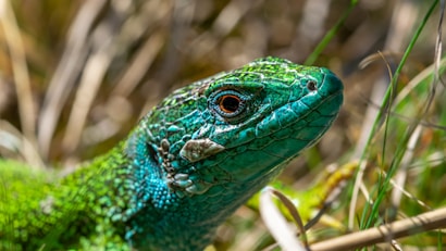 A lizard with vibrant green and blue scales stands amidst dry grass. Its eye is prominently displayed, with striking orange and black coloring. The detailed textures of its skin are clearly visible, capturing the intricate patterns and natural camouflage.