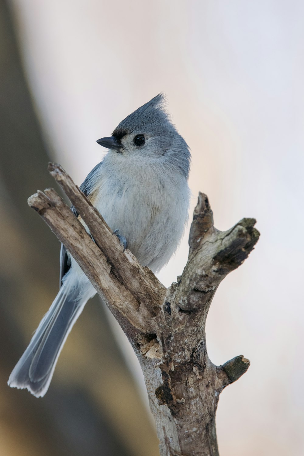 茶色の木の枝に白と灰色の鳥