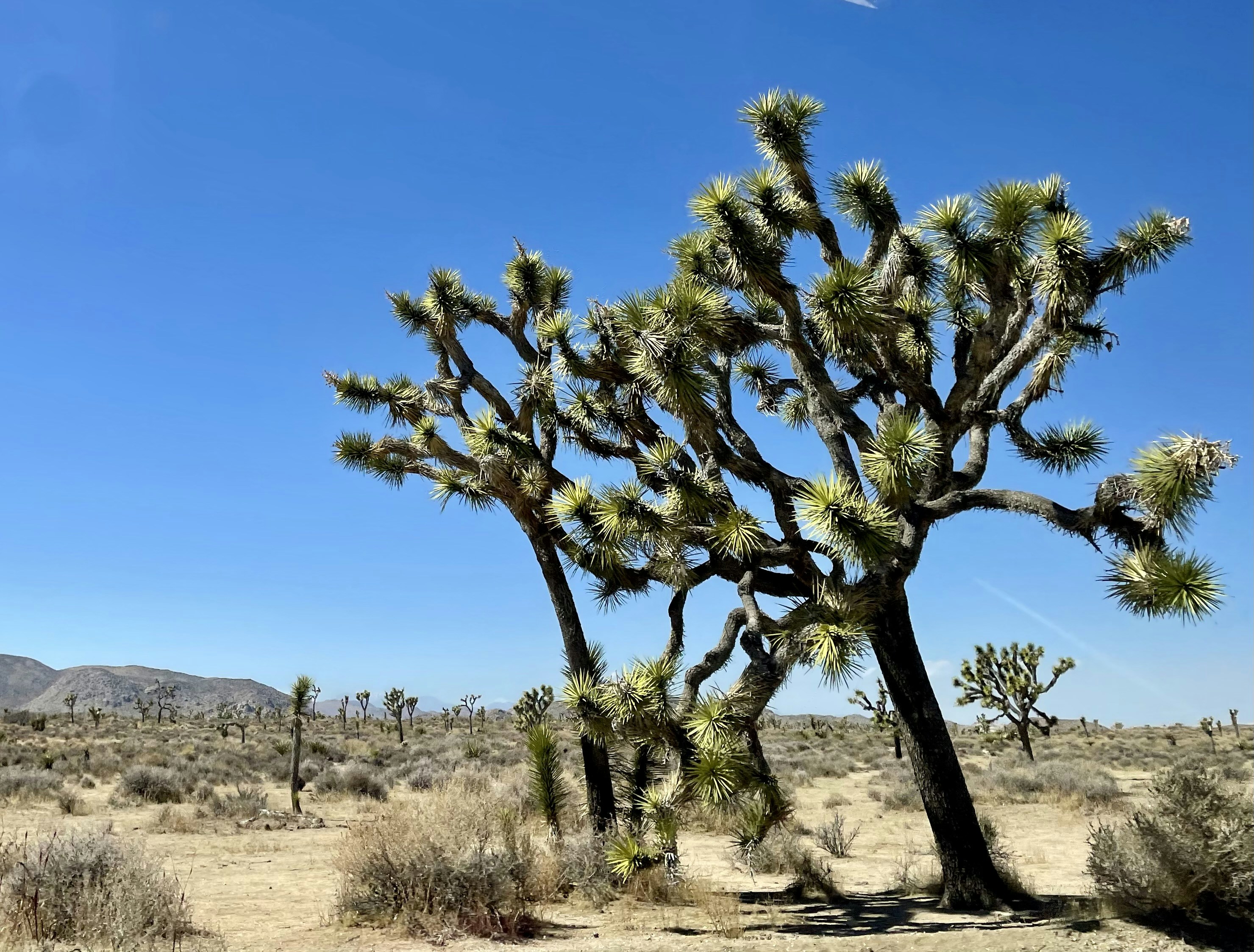 青空の下の砂漠の植物の写真 Unsplashで見つけるジョシュアツリー国立公園の無料写真