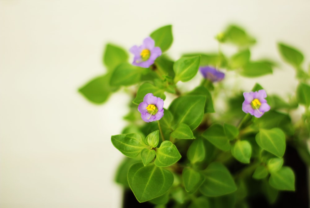 purple flower in white background