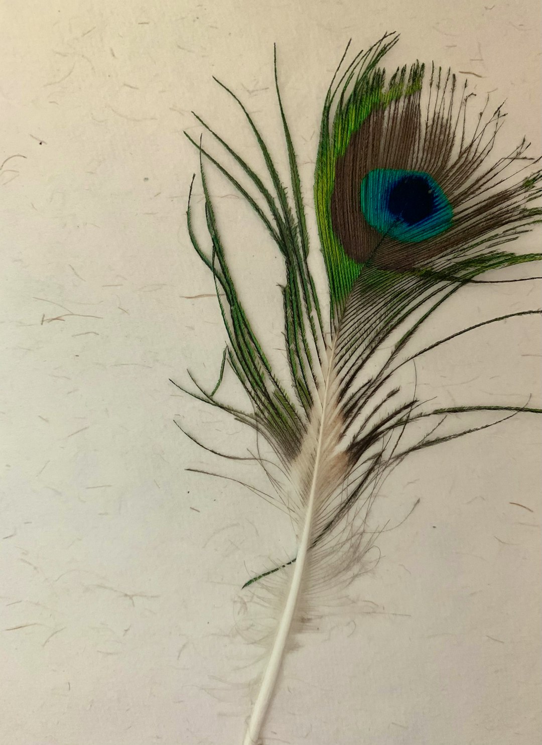 blue and green feather on white surface