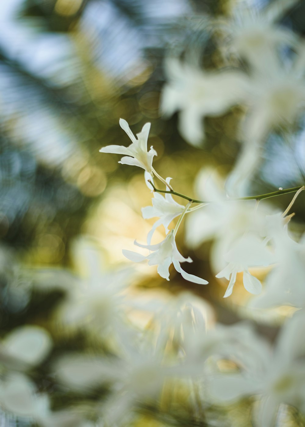 white flowers in tilt shift lens