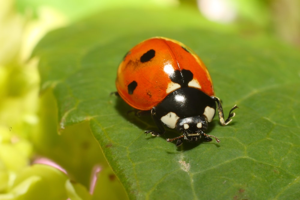 black and red ladybug on green leaf