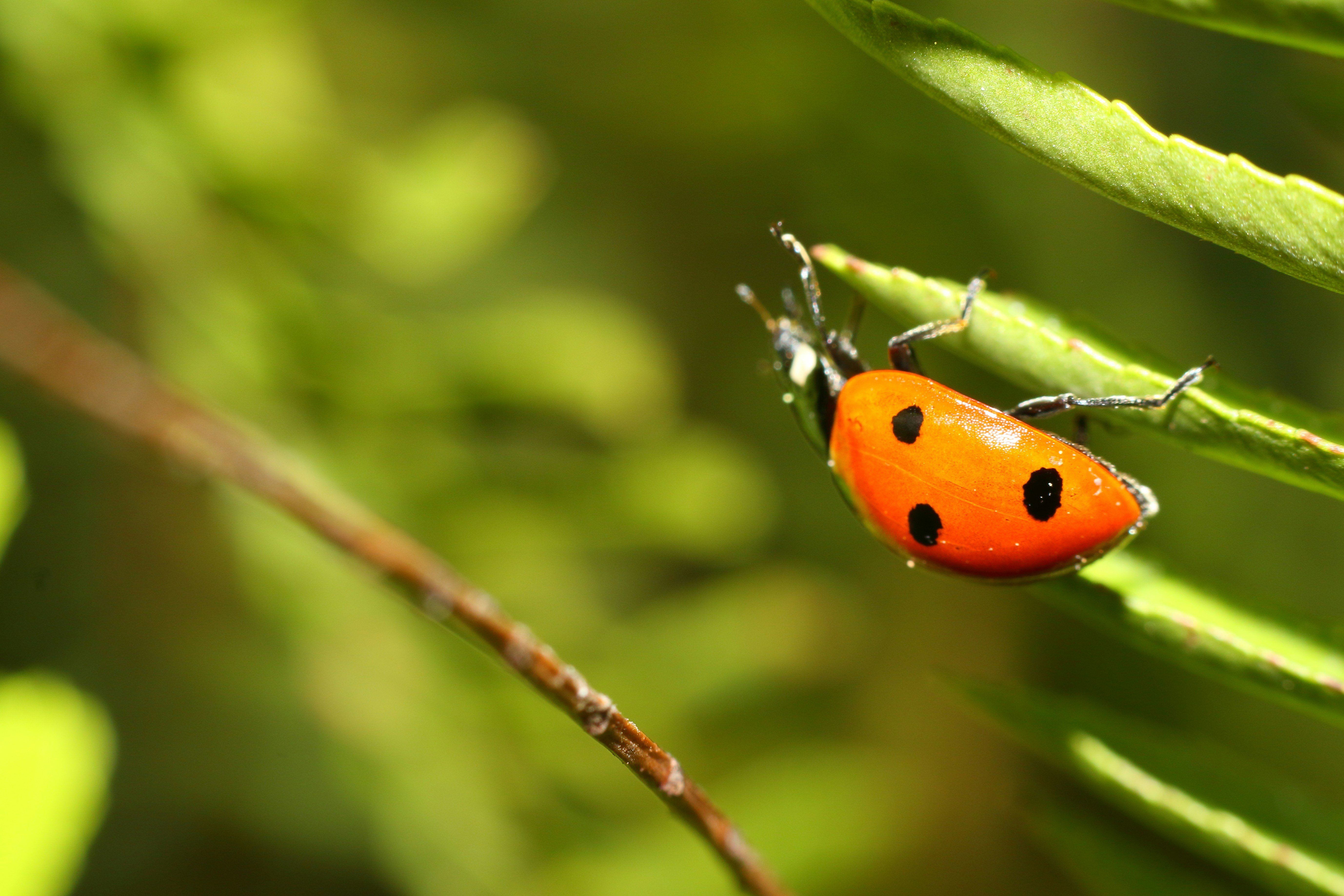 Photo by harpreetkaka