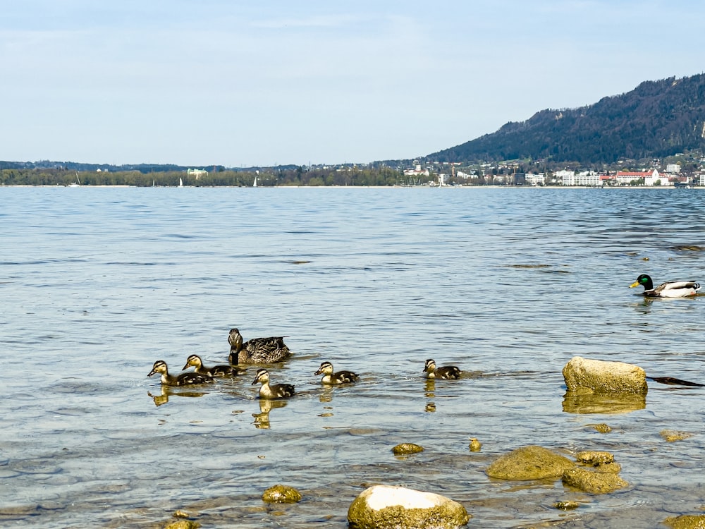 black and brown duck on body of water during daytime