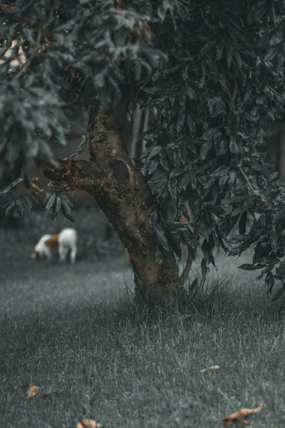 white and brown animal on green grass field photo – Free Brazil Image on  Unsplash