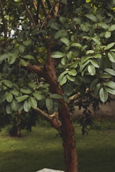 A flourishing guava farm with green trees.