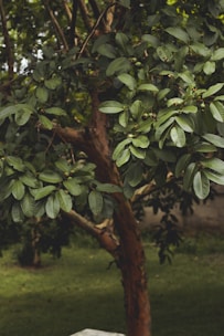 A flourishing guava farm with green trees.