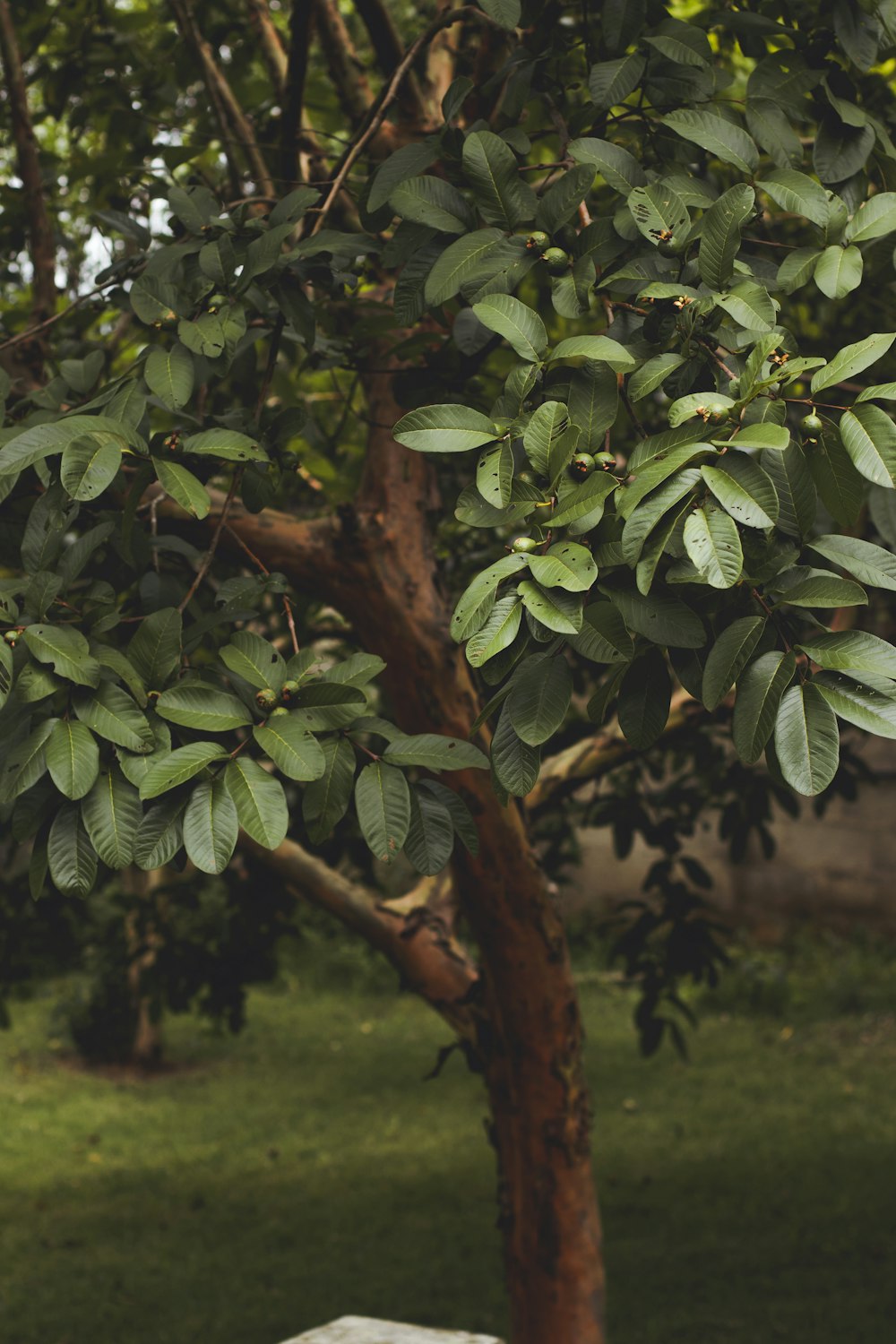 green leaves on brown tree