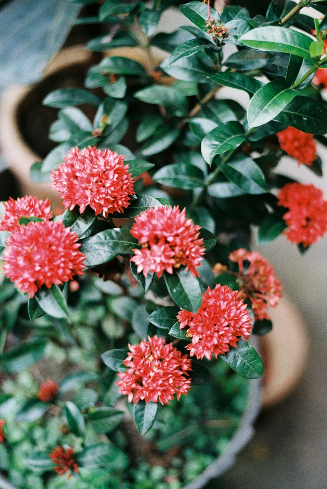 red flowers in tilt shift lens