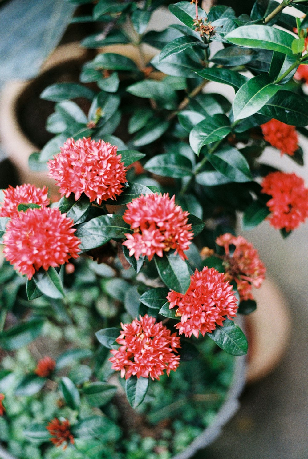 red flowers in tilt shift lens