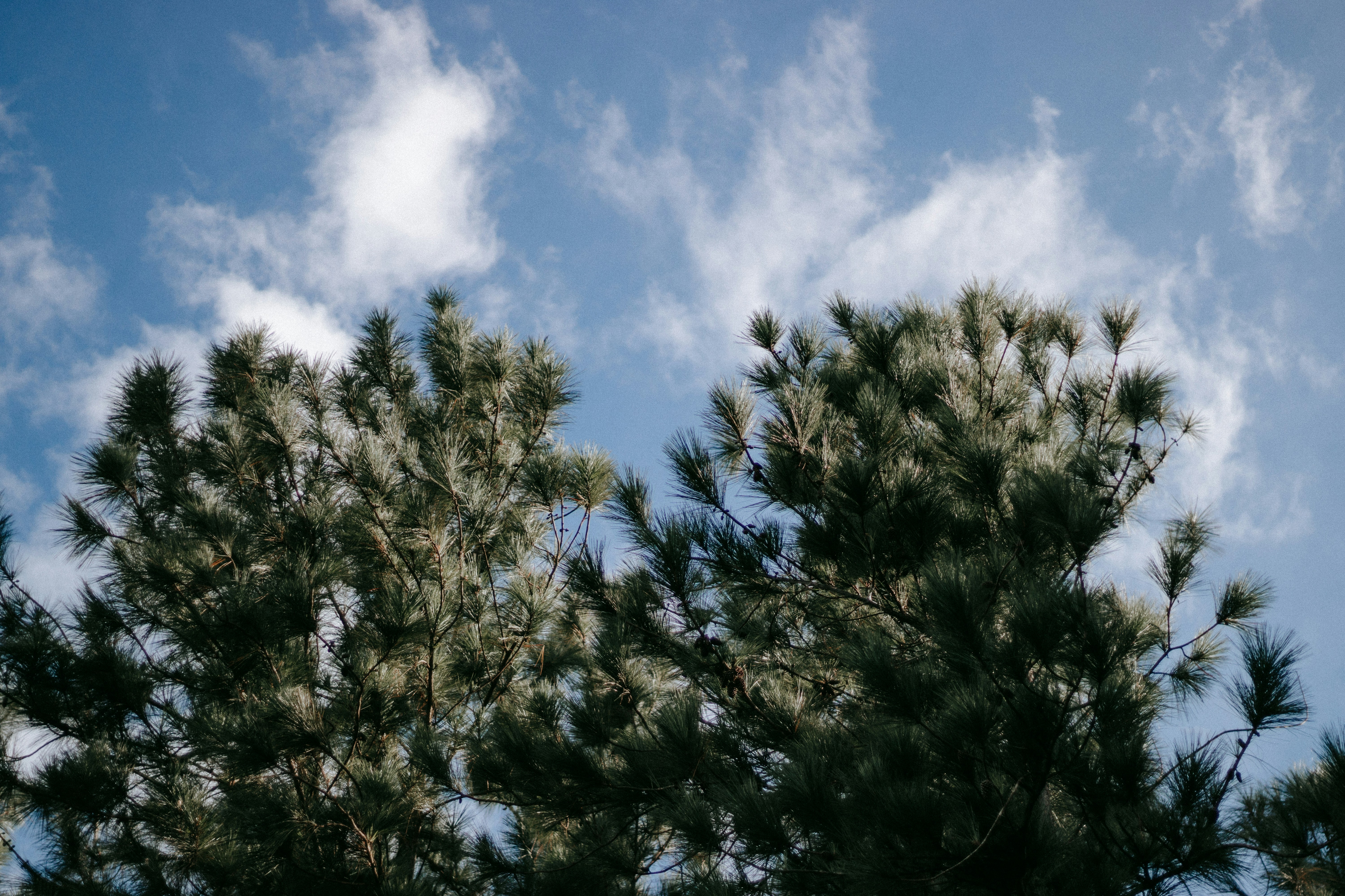 green trees under blue sky during daytime