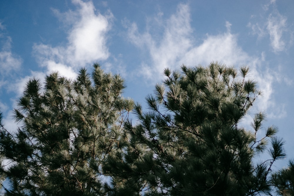 árvores verdes sob o céu azul durante o dia