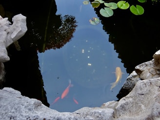 A small pond with clear water surrounded by rocks. Several koi fish, in colors of orange and yellow, swim just below the surface. Green lily pads float on the water, and there is a reflection of surrounding plants.