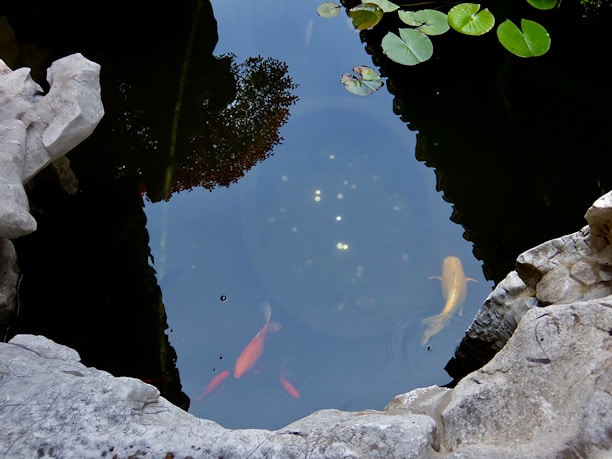 A small pond with clear water surrounded by rocks. Several koi fish, in colors of orange and yellow, swim just below the surface. Green lily pads float on the water, and there is a reflection of surrounding plants.