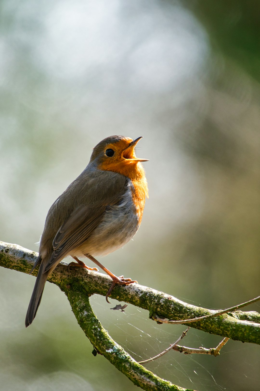  brown and gray bird on tree branch robin