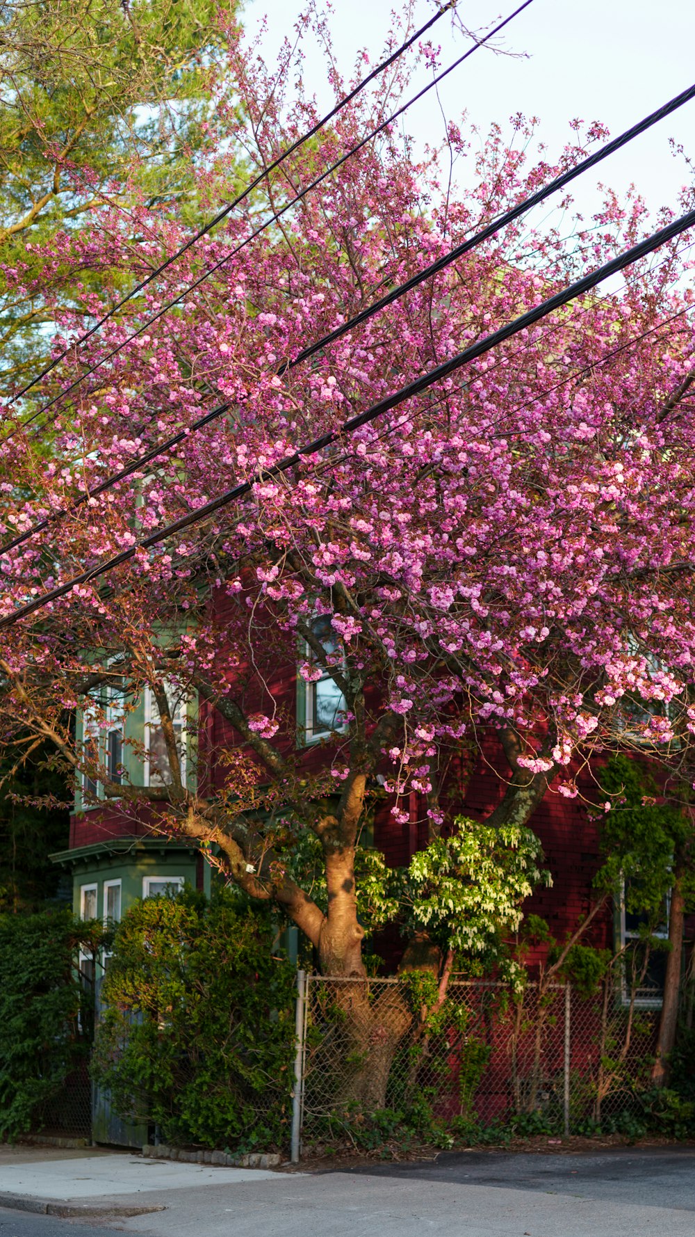 pink cherry blossom tree near white house during daytime