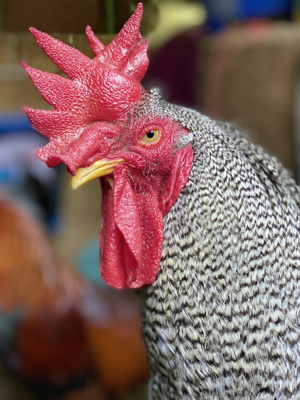 white and black rooster in tilt shift lens