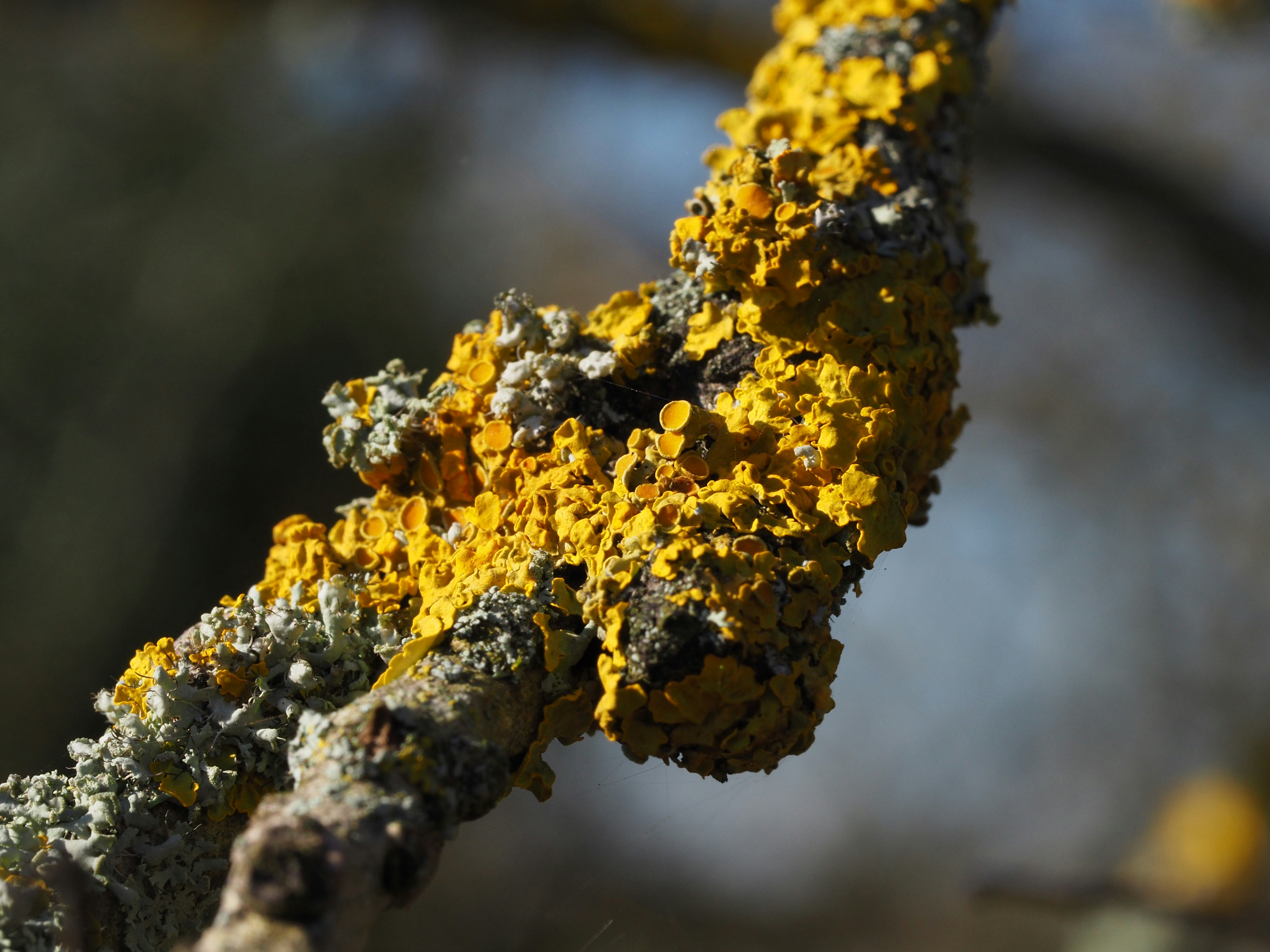 Photo by bigponorris