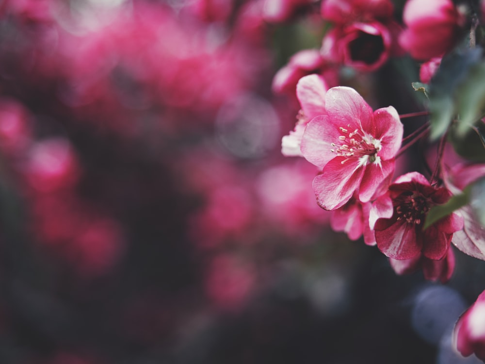 pink cherry blossom in close up photography