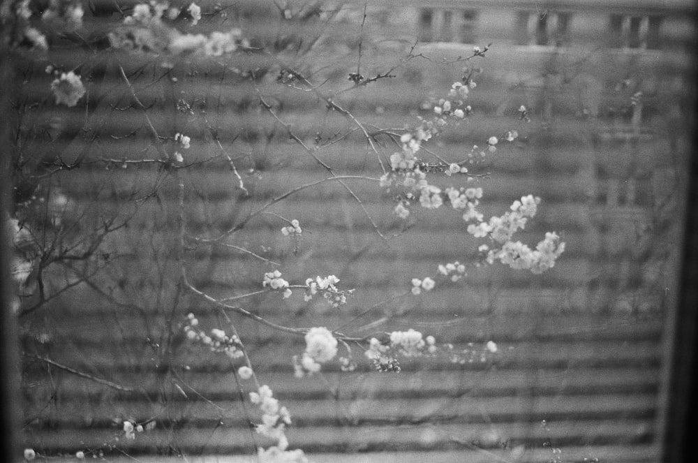 greyscale photo of white flowers
